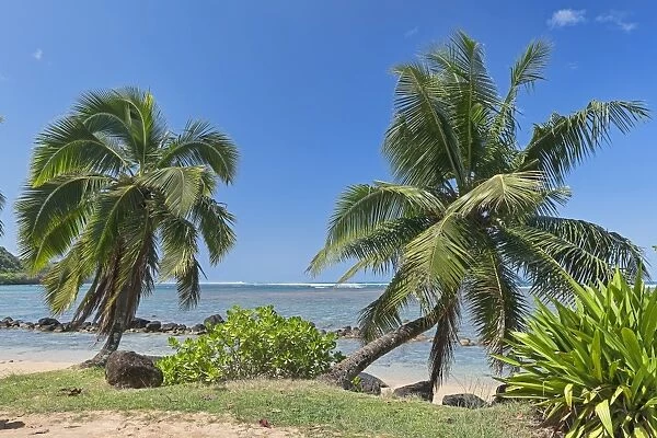 Palm trees on the beach, Kauai, Hawaii, United States