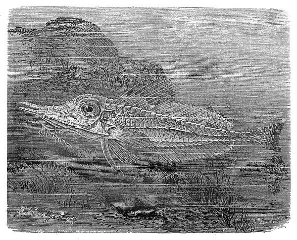 Panzerfisch (Peristethus cataphractum)