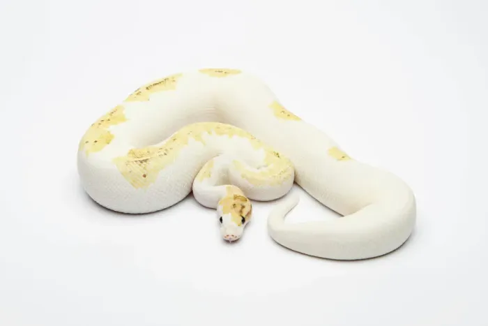Framed Print : Paradox Super Fire Ball Python Print