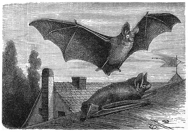 Parti-coloured bat or rearmouse (Vespertilio murinus)