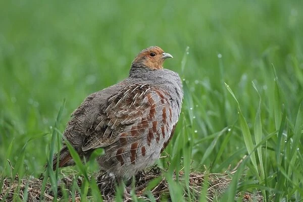 Partridge -Perdix perdix-, standing in a field, Lower Austria, Austria, Europe