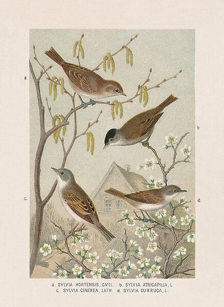Passeriformes: Sylviidae, chromolithograph, published in 1887