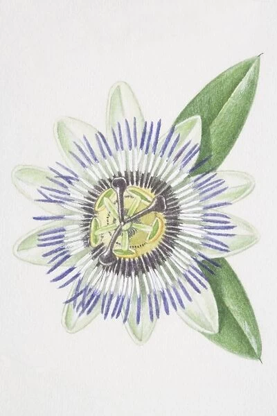 Passiflora, passion flower