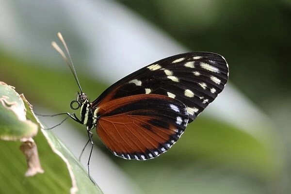 Passion Flower Butterfly -Heliconius hecale Zuleika-