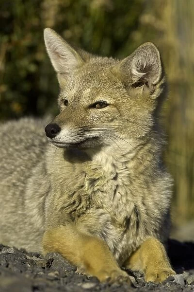 Patagonia fox, Chile