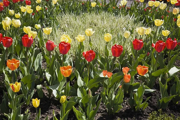 A patch of light coloured grass serves as the focal point in a bed of assorted coloured Tulips -Tulipa- in a spring garden, Laurentians, Quebec, Canada
