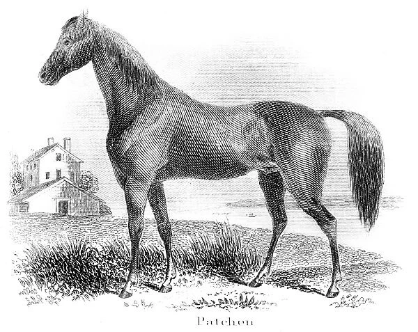 Patchen horse engraving 1873