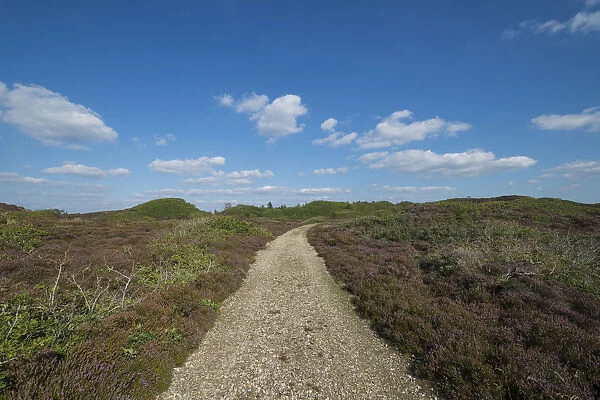 Path through heathland with typical sea clouds, Kaergard Klitplantage, Oksbol, Region of Southern Denmark, Denmark