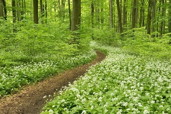 Path in a spring forest, flowering Wild Garlic or Ramsons -Allium ursinum-, Hainich National Park, Thuringia, Germany