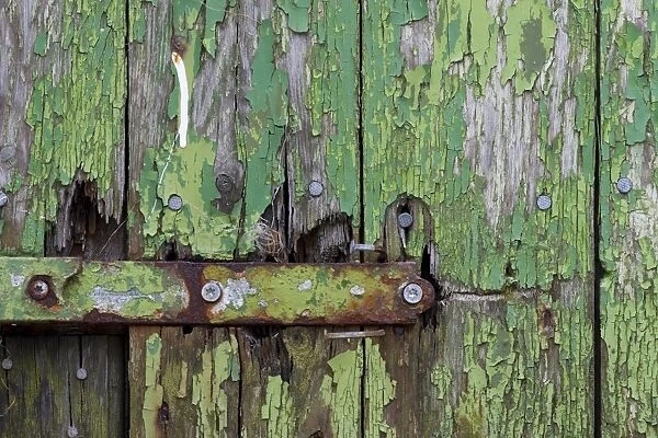 Peeling green paint on wooden boards and a hinge, Faroe Islands, Faroe Islands, Denmark