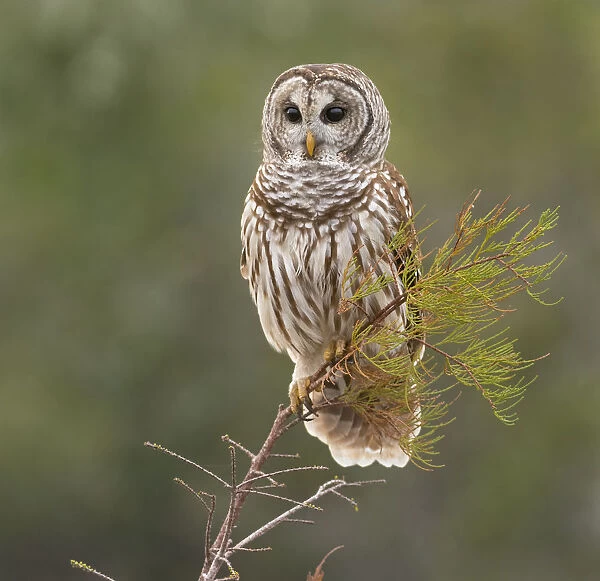Perching Barred Owl