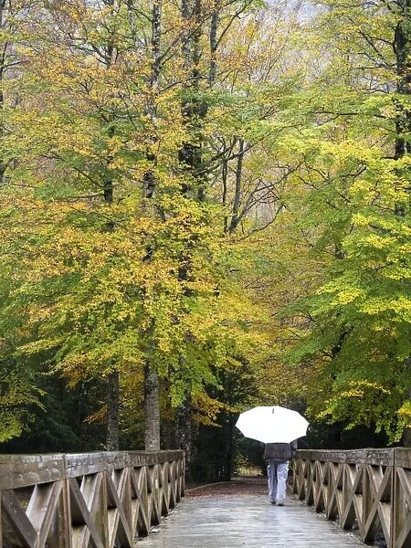 Person walking on a bridge of wood that crosses a forest with a white umbrella in autumn