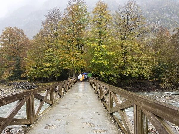 Persons with umbrellas that walk on a bridge of wood that crosses a river in a forest in autumn