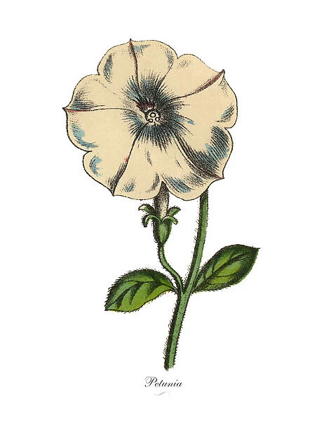 Petunia Plants, Victorian Botanical Illustration