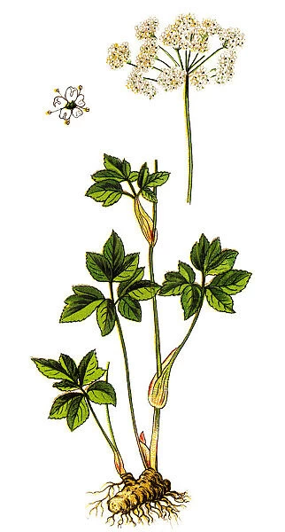 Peucedanum ostruthium or Imperatoria ostruthium, Masterwort