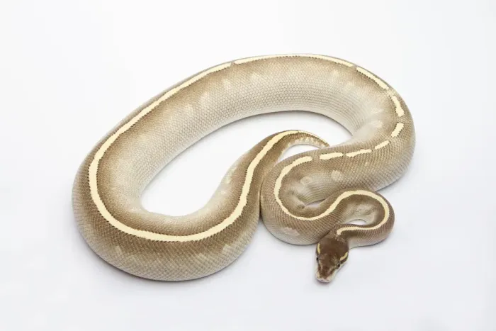 Framed Print : Female Phantom Mojave Het Ghost Ball Python Print Framed Print : Female Phantom Mojave Het Ghost Ball Python Print