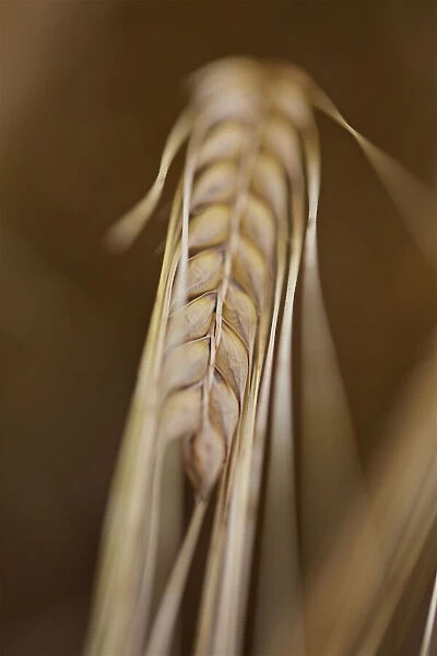 Photograph of Barley