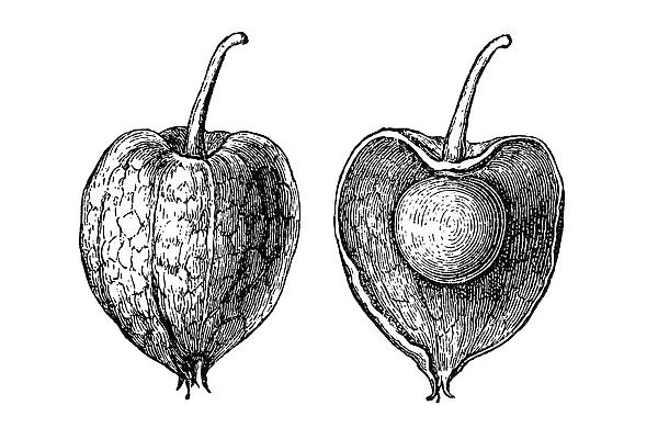 Physalis alkekengi (bladder cherry, Chinese lantern)