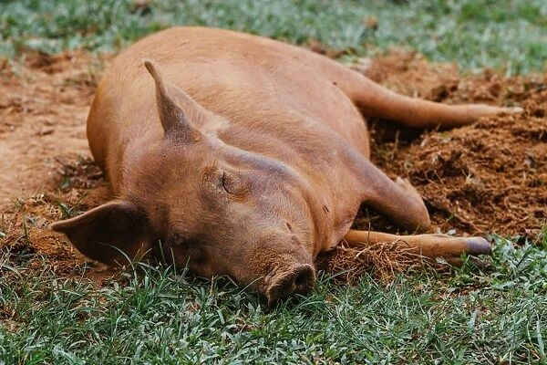 Pig sleeping on a grass in Vinales valley, Cuba