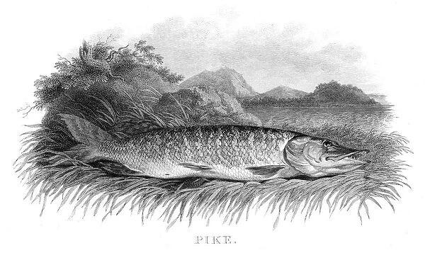 Pike engraving 1812