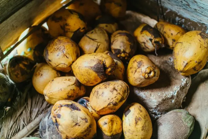 Framed Print : Pile of Coconuts in Vinales Valley Print
