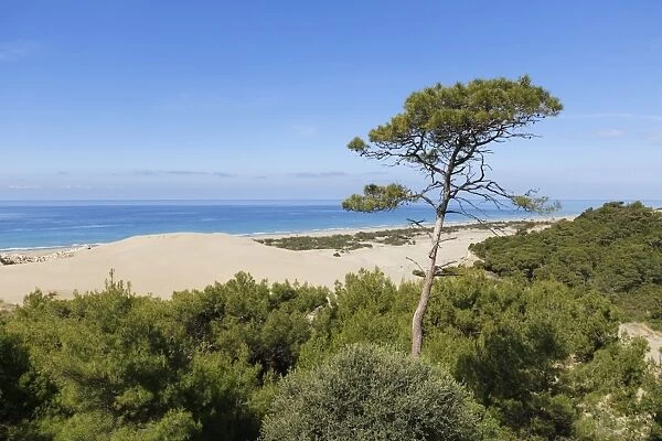 Pine tree on sand dunes, Lycian coast, Gelemis, Mediterranean Region, Turkey