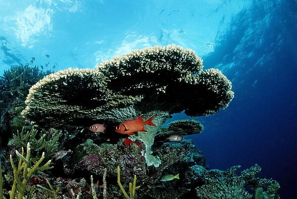 Pinecone soldierfish (Myripristis murdjan) under Table Coral, Indian Ocean, Maldives