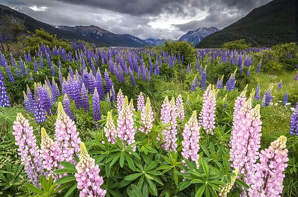 Pink and purple lupins -Lupinus-, at Arthurs Pass National Park, vast valley at back, South Island, New Zealand, Oceania