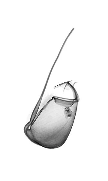 Pitcher plant (Nepenthes x ventrata), X-ray