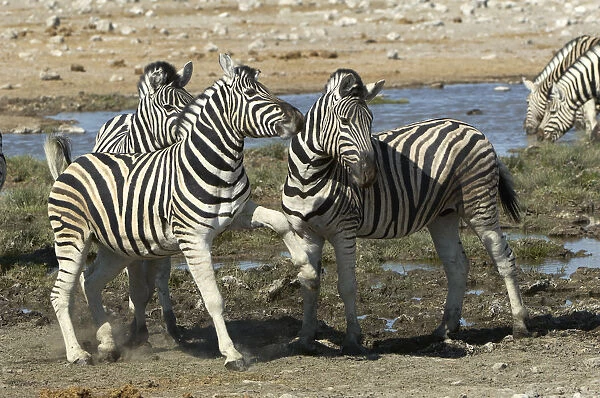 Plains Zebra, Etosha National Park, Namibia