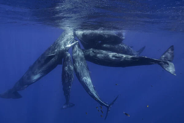 Pod of sperm whale calves and juveniles in a social group, north western Mauritius, Indian Ocean