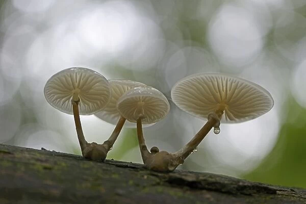 Porcelain Fungus -Oudemansiella mucida-, Emsland, Lower Saxony, Germany