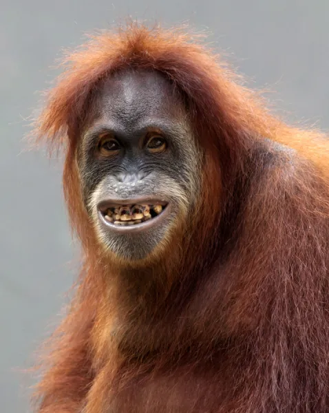 Portrait of Funny Orang Utan