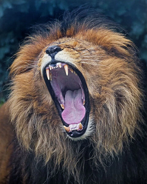 Portrait of a lion widely yawning