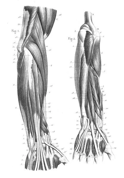 Posterior part of forearm engraving 1866