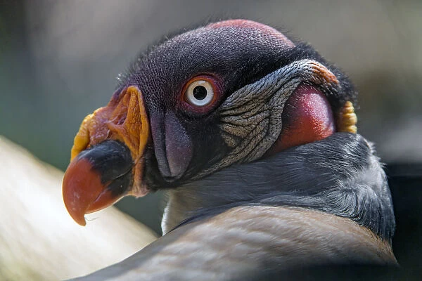 Profile of a king vulture