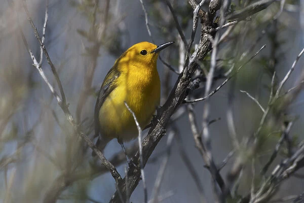 Prothonotary warbler in mid-April
