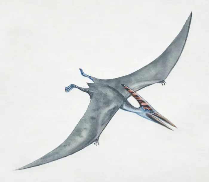 Framed Print : Pteranodon Gliding Print, Side View Framed Print : Pteranodon Gliding Print, Side View