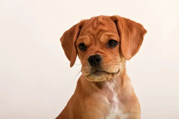 Puggle puppy, portrait