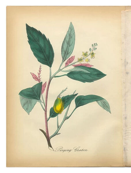 Purging Croton, Bromeliad, Victorian Botanical Illustration