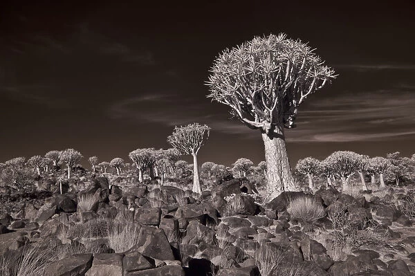 The Quiver Tree Forest of Namibia Photographed in Infrared. Keetmanshoop, Namibia