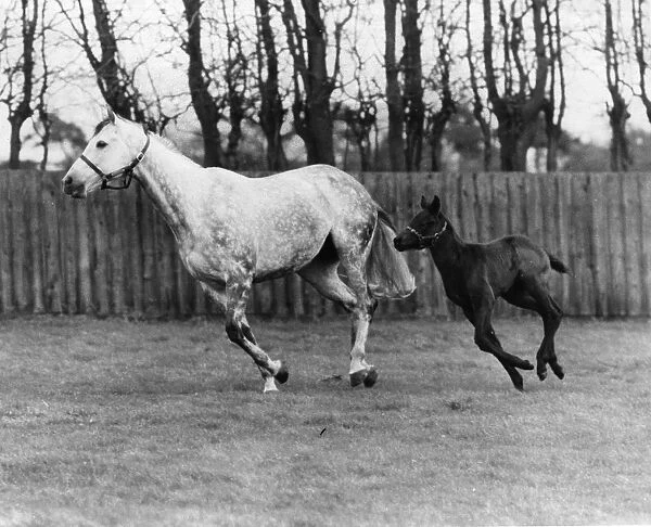 Racehorse And Colt