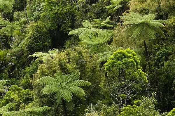 Rainforest vegetation, tree ferns, New Zealand