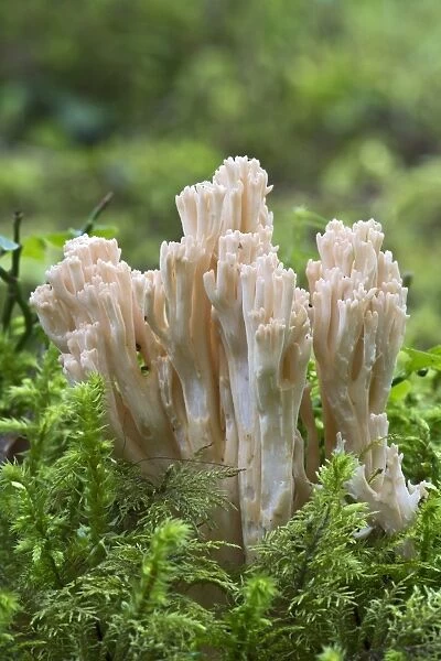 Ramaria fungus species, -Ramaria mairei syn Ramaria pallida-, Tyrol, Austria
