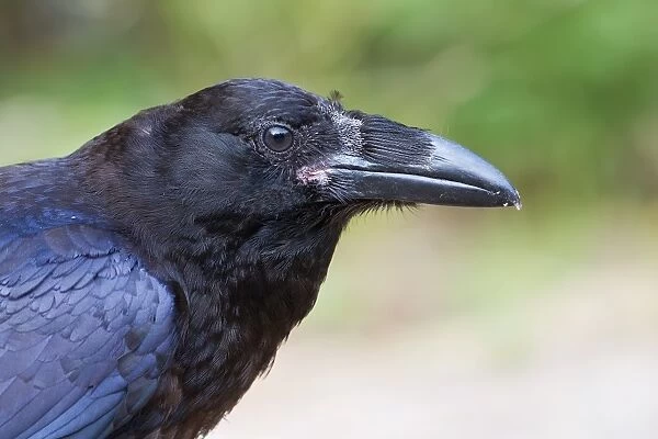 Raven closeup