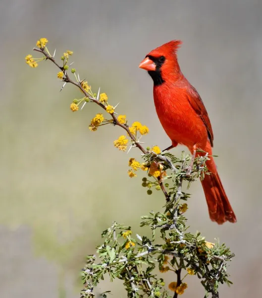 Red Cardinal bird in Texas