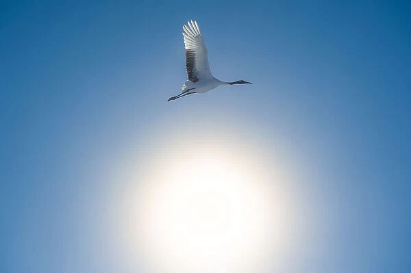 A Red-crowned Crane fly over the sunshine