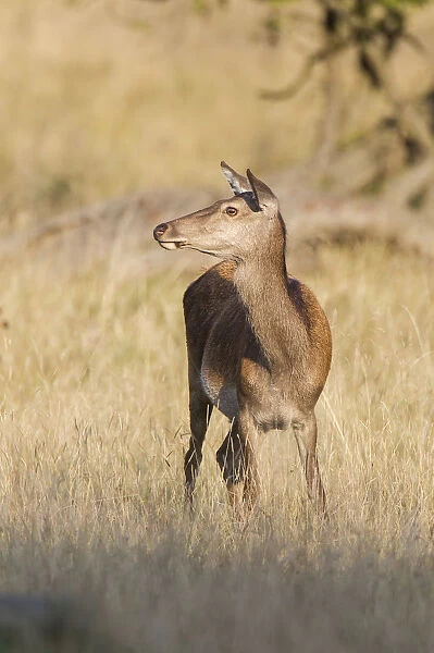 Red Deer -Cervus elaphus-, hind, Klampenborg, Copenhagen, Denmark
