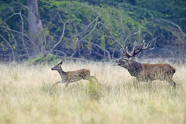 Red Deer -Cervus elaphus-, stag chasing doe, Denmark