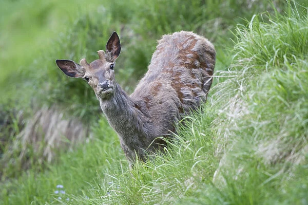 Red Deer -Cervus elaphus-, young stag in velvet, moulting, Stubai Valley, Tyrol, Austria